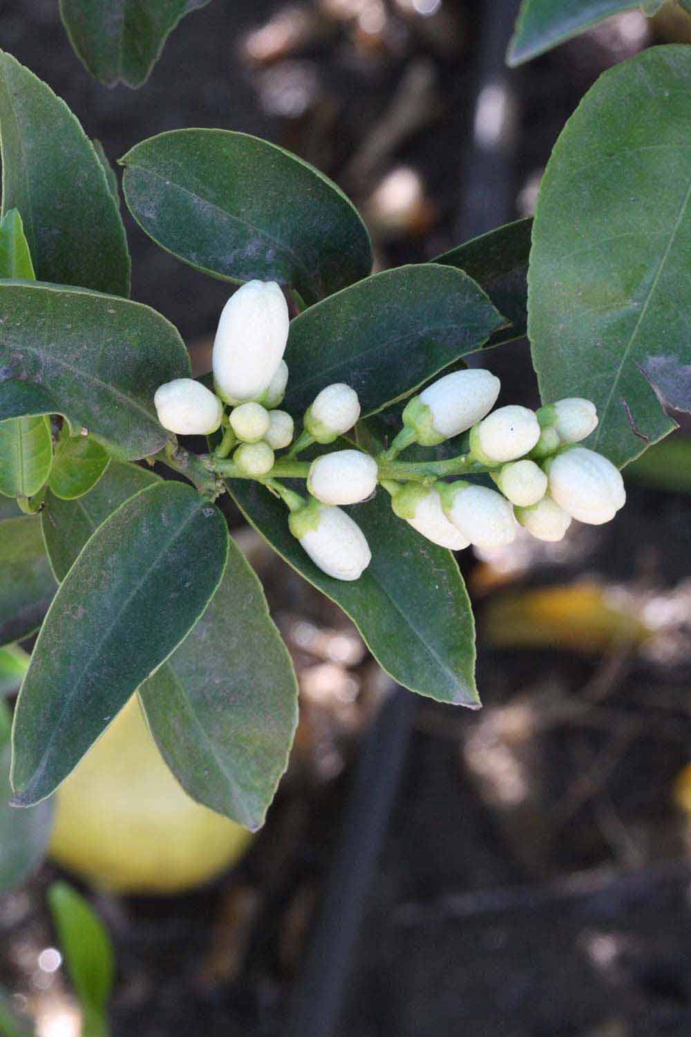              Inflorescence (Riverside, CA)       